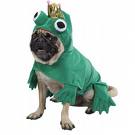 Dog dressed as a frog